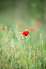 Wild poppy flower on the green field in rural Greece at sunset - 784605633