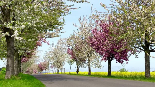long road with beautiful blooming white and pink trees