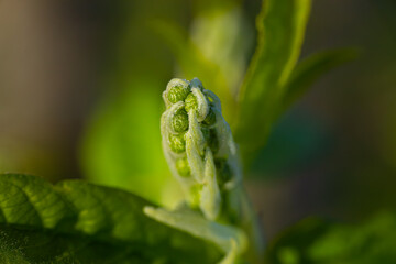 Spring bud of yew tree with white flowers, close-up. Spring month.