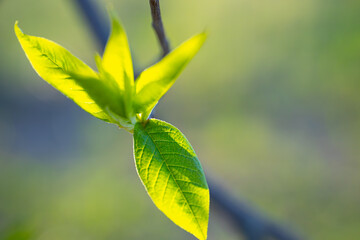Spring bud of yew tree with white flowers, close-up. Spring month.