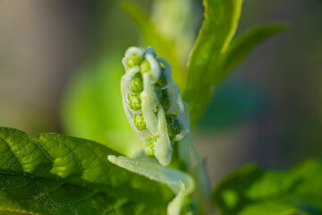 Spring bud of yew tree with white flowers, close-up. Spring month.