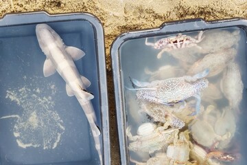 Caught fresh from sea, the day's harvest, including a youthful shark and crabs, lies in containers...