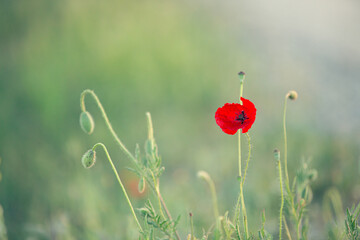 Wild poppy flower on the green field in rural Greece at sunset - 784606067