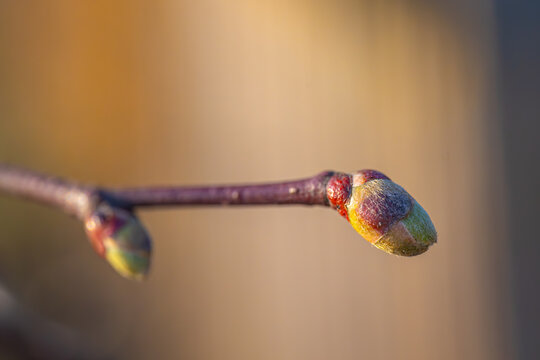Young buds of spring trees, close-up. Spring month.