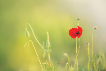 Wild poppy flower on the green field in rural Greece at sunset - 784606210