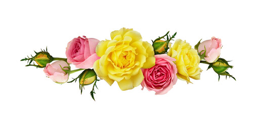 Pink and yellow rose flowers in a line arrangement isolated on white or transparent background. Flat lay. Top view.