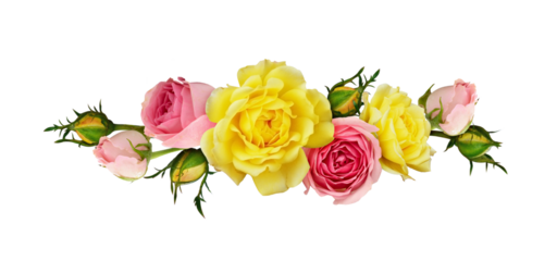 Pink and yellow rose flowers in a line arrangement isolated on white or transparent background. Flat lay. Top view.