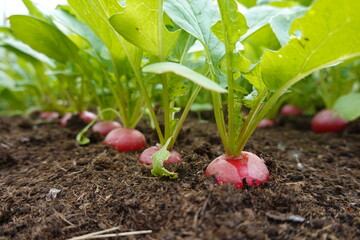 ripe radish plants ready to be harvested on fertile soil