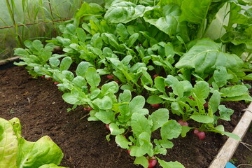 radish cultivation in the greenhouse. concept of radish cultivation. ripe radishes for harvesting.