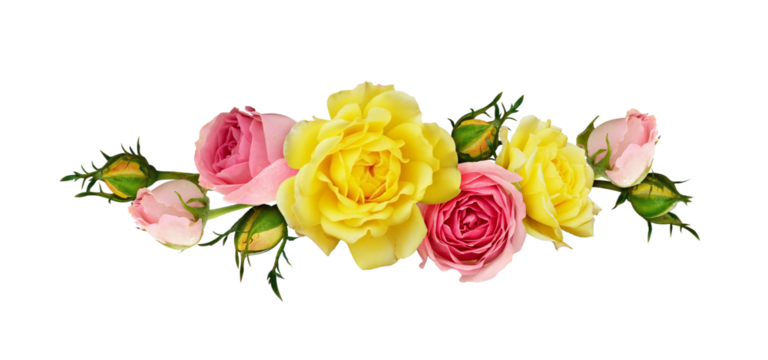 Pink and yellow rose flowers in a line arrangement isolated on white or transparent background. Flat lay. Top view.