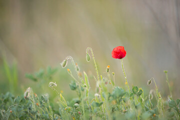 Wild poppy flower on the green field in rural Greece at sunset - 784606675