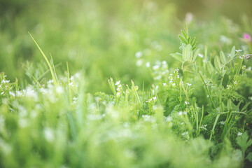 Spring and nature abstract background concept, Close-up green grass field with blurred park and...