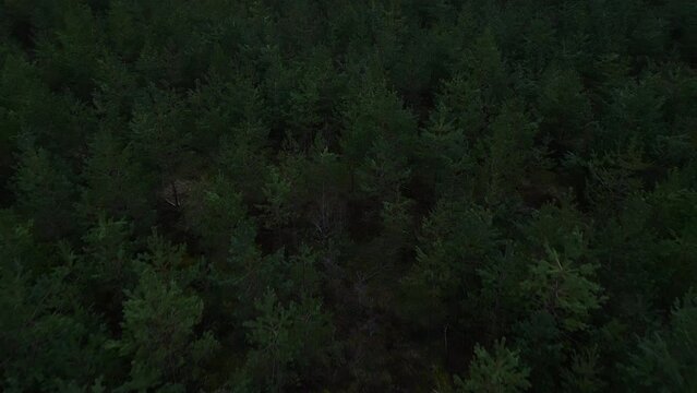 Aerial view of forest at night with dark landscape and terrestrial plants