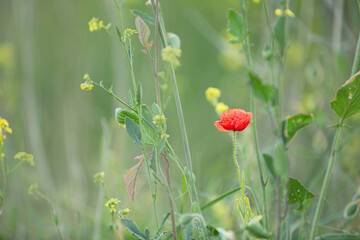 Wild poppy flower on the green field in rural Greece at sunset - 784607648