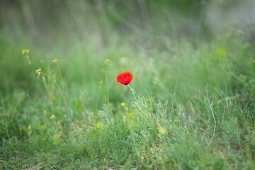 Wild poppy flower on the green field in rural Greece at sunset - 784607827