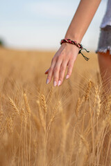 Beautiful female hand touches spikelets of wheat, close-up
