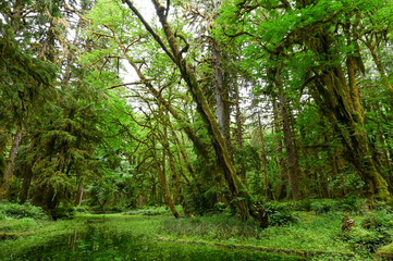 green forest in the morning