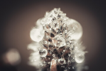 A spring bush with fluffy buds close-up and raindrops reflecting in the light.