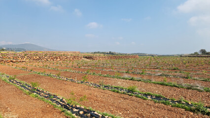 A new planted appricot orchard on the red soils in Eastern Mediterranean Sea region