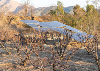 Solar panel power station in rural area in peach orchard in Pakistan - obrazy, fototapety, plakaty
