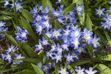chionodoxa luciliae blue blooms in early spring