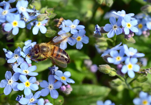 Biene auf einer Vergissmeinnicht-Blüte