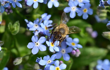 Biene auf einer Vergissmeinnicht-Blüte - 784611868