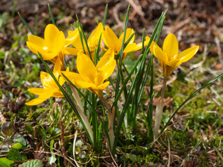 Image of beautiful yellow crocuses. The first spring flowers in the garden. How to care for crocuses