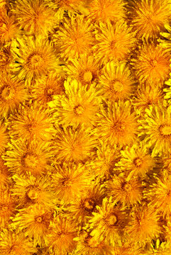 Texture of heads of orange and yellow dandelion flowers in daylight. Spring or summer background with dandelions