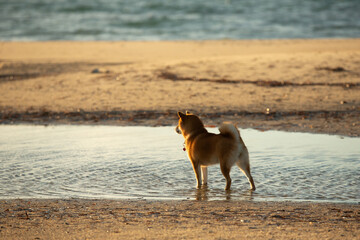 cute Red shiba inu dog is standing at the seaside during the sunset in Greece. - 784613888
