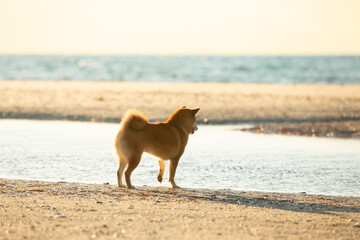 cute Red shiba inu dog is standing at the seaside during the sunset in Greece. - 784614264