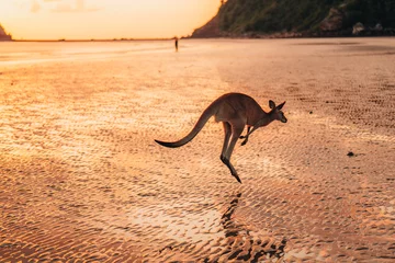 Tuinposter Cape Le Grand National Park, West-Australië Kangaroo Wallaby at the beach during sunrise in cape hillsborough national park, Mackay. Queensland, Australia.