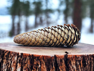 pine cones
