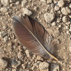 Close-up of a birds feather on the ground