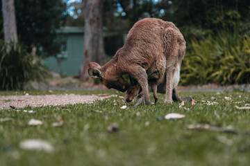 Australian western grey kangaroo with baby joey in pouch, new south wales, australia