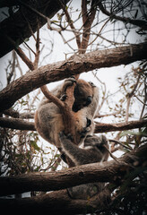 Koala in the wild with gum tree on the Great Ocean Road, Australia. Somewhere near Kennet river. Victoria, Australia.