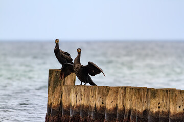 Cormorant on the pier