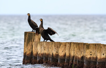 Cormorant on the pier