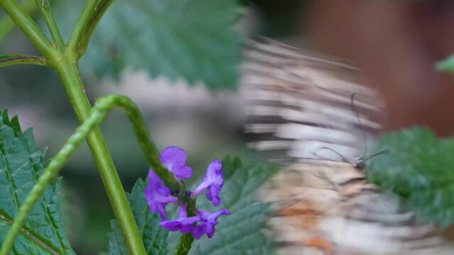 A tree nymph  butterfly in slow motion around a purple flower