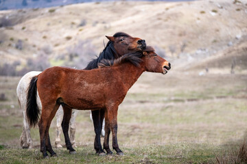 Echoes of Antiquity: Wild Horses of Greece