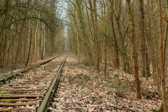 Steam train in the woods, abandoned tracks 
