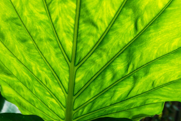 The texture of a taro leaf