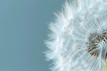 Rolgordijnen Blowball of dandelion with fluffy seed. Macro shot of blooming dandelion against blue background © Lazy_Bear