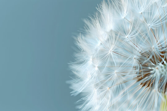 Blowball of dandelion with fluffy seed. Macro shot of blooming dandelion against blue background