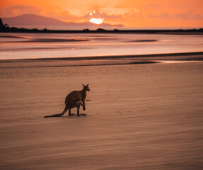 Kangaroo Wallaby at the beach during sunrise in cape hillsborough national park, Mackay....
