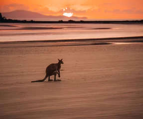 Wandaufkleber Cape Le Grand National Park, Westaustralien Kangaroo Wallaby at the beach during sunrise in cape hillsborough national park, Mackay. Queensland, Australia.