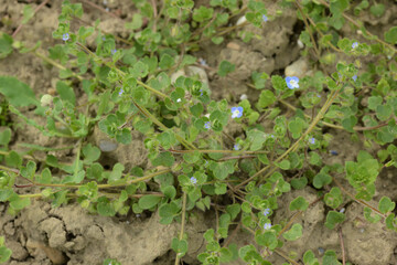 hrenpreis, Efeublättriger Ehrenpreis,  Veronica hederifolia