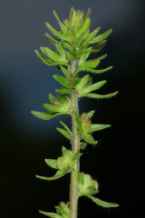 Ehrenpreis, Feld-Ehrenpreis,  Veronica arvensis