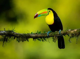  toucan on a branch © Faiz