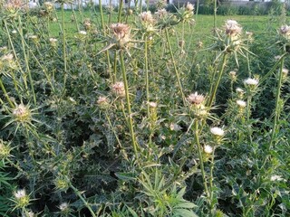 flowers in the field, cactus plants field, green background, natural scenes of beauty 